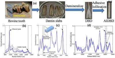 Scale dependent nanomechanical properties of dentin adhesive and adhesive-collagen composite